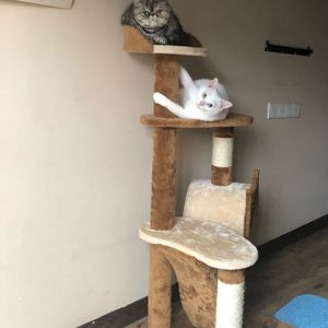 国内少女第一次开包视频
